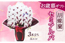 《お歳暮ギフト》＜セミアルバ＞ 胡蝶蘭 3本立ち 3Lサイズ (お歳暮カード付き) お歳暮 限定 セミアルバ 赤 レッド 大輪胡蝶蘭 大輪 こちょうらん コチョウラン 花 贈り物 ギフト フラワーギフト F20E-887