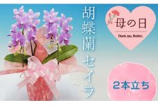 《母の日ギフト》＜セイラ＞ 胡蝶蘭 2本立ち (母の日タグ付き) 母の日 限定 セイラ パープルピンク こちょうらん コチョウラン 花 鉢花 贈り物 ギフト フラワーギフト F20E-941