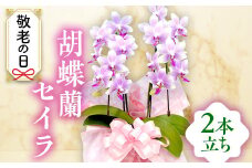 《敬老の日ギフト》＜セイラ＞ 胡蝶蘭 2本立ち (敬老の日タグ付き) 敬老の日 限定 セイラ パープルピンク ピンク こちょうらん コチョウラン 花 鉢花 贈り物 ギフト フラワーギフト F21E-061
