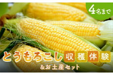 とうもろこし収穫体験＆お土産セット(とうもろこし15本) 収穫体験 体験 チケット トウモロコシ とうもろこし コーン お土産 セット 野菜 食品 F21E-067