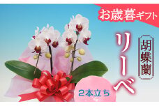 《お歳暮ギフト》＜リーベ＞ 胡蝶蘭 2本立ち (お歳暮カード付き) お歳暮 限定 リーベ 赤 レッド ミディ ミディ胡蝶蘭 こちょうらん コチョウラン 花 贈り物 ギフト フラワーギフト F21E-096
