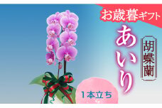 《お歳暮ギフト》＜あいり＞ 胡蝶蘭 1本立ち (お歳暮カード付き) お歳暮 限定 あいり ピンク ミディ ミディ胡蝶蘭 こちょうらん コチョウラン 花 贈り物 ギフト フラワーギフト F21E-098