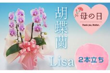 【母の日ギフト】 胡蝶蘭 Lisa 2本立ち ミディ 母の日 プレゼント お花 こちょうらん 鉢花 贈り物 フラワーギフト F21E-201