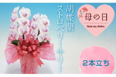 【母の日ギフト】胡蝶蘭 ストロベリーサリー 2本立ち  ミディ 母の日 プレゼント お花 こちょうらん 鉢花 贈り物 フラワーギフト F21E-203