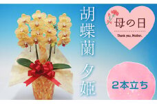 【母の日ギフト】胡蝶蘭 夕姫 2本立ち ミディ 母の日 プレゼント お花 こちょうらん 鉢花 贈り物 フラワーギフト F21E-202