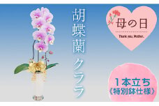 【母の日ギフト】胡蝶蘭 クララ 1本立ち  ＜特別鉢仕様＞ 母の日 プレゼント お花 こちょうらん 鉢花 贈り物 フラワーギフト F21E-204