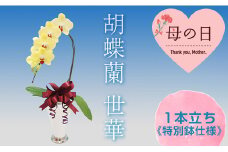 【母の日ギフト】胡蝶蘭 世華 1本立ち  ＜特別鉢仕様＞  母の日 プレゼント お花 こちょうらん 鉢花 贈り物 フラワーギフト F21E-205
