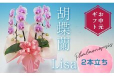 【お中元ギフト】 胡蝶蘭 Lisa 2本立ち ミディ 胡蝶蘭 こちょうらん コチョウラン お中元 お花 贈り物 プレゼント ギフト フラワーギフト F21E-412