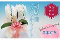 【お中元ギフト】 胡蝶蘭 ソダシホワイト 2本立ち ミディ 胡蝶蘭 こちょうらん コチョウラン お中元 お花 贈り物 プレゼント ギフト フラワーギフト F21E-413