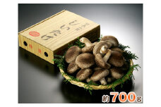 特選菌床生椎茸　約700g（箱入り） ／ キノコ きのこ シイタケ しいたけ 群馬県 ANO002