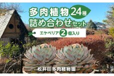 多肉植物24種詰め合わせセット ANAG001