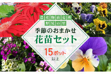 季節のおまかせ花苗セット【15ポット以上】 ANAR011