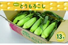 朝採りとうもろこし13本