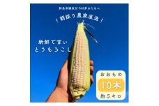 ＜先行予約＞糖度18度前後　朝採りトウモロコシ　しろいおおもの　約5kg(10本)【1598110】