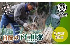 自慢の下仁田葱（L 20本） とろける 甘い ねぎ ネギ 王様ねぎ 殿様ねぎ 特産 栄養たっぷり ブランド 上州ねぎ すきやき F21K-559