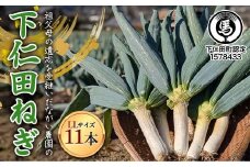 【伝統野菜】祖父母の遺志を受継いだ ながい農園の下仁田ねぎ (LLサイズ11本)  群馬県 下仁田町産 家庭用 鍋 すき焼き F21K-553