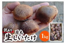 [2024年12月より順次発送]「訳あり」原木 生しいたけ 1kg｜シイタケ 椎茸 国産 訳あり品 産地直送 おんだファーム 甘楽町 先行予約 [0186]