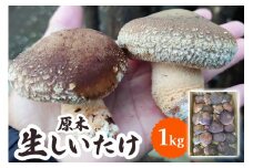 [2024年12月より順次発送] 原木 生しいたけ 1kg｜シイタケ 椎茸 国産 産地直送 おんだファーム 甘楽町 先行予約 [0185]