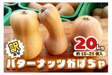 [訳あり] バターナッツかぼちゃ 20kg【数量限定／期間限定】｜南瓜 カボチャ 産地直送 農家直送 野菜 訳あり品 甘楽町産 群馬県産 吉田農場 訳アリ ワケあり [0216]