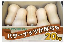 バターナッツかぼちゃ 20kg [数量限定／期間限定] 8月中旬より順次発送｜南瓜 カボチャ 産地直送 農家直送 野菜 甘楽町産 群馬県産 吉田農場 先行予約 [0215]