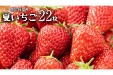 【 数量限定 】嬬恋高原産 贈答用 夏いちご (22粒入) いちご フルーツ 果物 苺 イチゴ ぺちかほのか 産地直送 期間限定 [AJ005tu]
