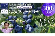 【 最短 7日以内 発送 】 冷凍 ブルーベリー 大玉 500g 【 栽培期間中 化学肥料 農薬 不使用 】 数量限定 大粒 国産 フルーツ スムージー 果物 くだもの 農家直送 スイーツ アイス ノーザンハイブッシュ系 ミックス [AT010tu]