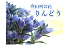 高山村の花　りんどう　60サイズ　20本