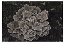 【数量限定】森の中で自然栽培！　幻の原木舞茸　
