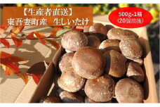[№5819-0363]生椎茸約500g×1箱(20個前後) 野菜 きのこ 群馬県産 東吾妻町産 国産