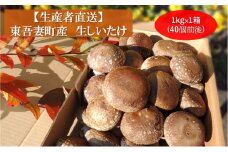 [№5819-0364]生椎茸約1kg×1箱(40個前後) 野菜 きのこ 群馬県産 東吾妻町産 国産