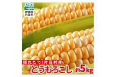 【8月上旬より順次配送】片品村産 とうもろこし　1箱