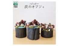 ☆お部屋を癒やし空間へ☆炭のオブジェ