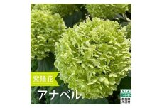 【９月上旬より発送予定】片品村　アジサイ（紫陽花）　アナベル　切り花
