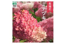 【10月10日頃より順次配送予定】片品村　アジサイ（紫陽花）　ミナヅキ　切り花