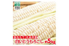 【8月10日頃より順次配送】片品村産 白いとうもろこし （ホイップコーン） 約５kg