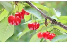 みなかみ町産　さくらんぼ「紅秀峰」１ｋｇ