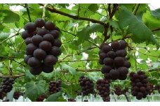 みなかみ町産　大粒ぶどう「藤稔（ふじみのり）」２ｋｇ