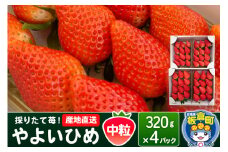 いちご（やよいひめ）中粒 4パック 採りたて苺！産地直送 イチゴ ストロベリー 生
