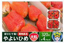いちご（やよいひめ）大粒 4パック 採りたて苺！産地直送 イチゴ ストロベリー 生