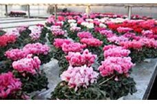 [№5756-0054]明和の冬の花「シクラメン」ピンク　５号鉢