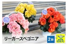 リーガースベゴニア 2鉢セット