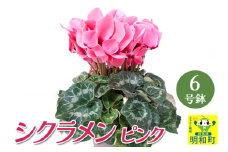 シクラメン　ピンク　6号鉢