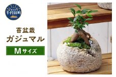 観葉植物 苔盆栽 ガジュマル 抗火石鉢植え Ｍサイズ （１鉢）  群馬県 千代田町 抗火石 鉢植え インテリア 癒し プレゼント ギフト 贈答用 内祝い お祝い 送料無料 株式会社チャーム