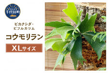観葉植物 バージンコルクプランツ コウモリラン ビカクシダ ビフルカツム ＸＬサイズ(１個)  群馬県 千代田町 趣味 インテリア ナチュラル 自然 緑 プレゼント ギフト 贈答用 送料無料 株式会社チャーム
