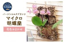 観葉植物 バージンコルクプランツ マイクロコチョウラン 花色おまかせ(１個)  群馬県 千代田町 花色おまかせ 胡蝶蘭 花 プレゼント ギフト 贈答用 送料無料 株式会社チャーム
