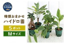 観葉植物 おまかせハイドロ苗 ６φ Ｍサイズ(５ポット)  群馬県 千代田町 自然 風水 緑 趣味 人気 オススメ 初心者 玄関 リビング キッチン プレゼント ギフト 贈答用 送料無料 株式会社チャーム