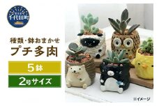 観葉植物 おまかせプチ多肉 リトルアニマル 鉢おまかせ（５鉢）説明書付き  群馬県 千代田町 かわいい 動物 セット プレゼント ギフト 贈答用 送料無料 説明書付き 株式会社チャーム