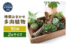 観葉植物 おまかせ多肉植物 ２号(１０鉢)  群馬県 千代田町 可愛い ミニサイズ 人気 オススメ 趣味 インテリア ナチュラル 自然 風水 緑 プレゼント ギフト 贈答用 送料無料 株式会社チャーム