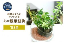 観葉植物 ミニ観葉 おまかせオアシス苗(１０苗)  群馬県 千代田町 インテリア ナチュラル 自然 リラクゼーション 室内栽培 プレゼント ギフト 贈答用 送料無料 株式会社チャーム