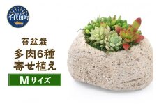多肉6種寄せ植え 抗火石鉢植え 群馬県 千代田町 インテリア ナチュラル リラクゼーション 室内栽培 プレゼント 送料無料 趣味 人気 オススメ 初心者 玄関 リビング 癒し かわいい 株式会社チャーム